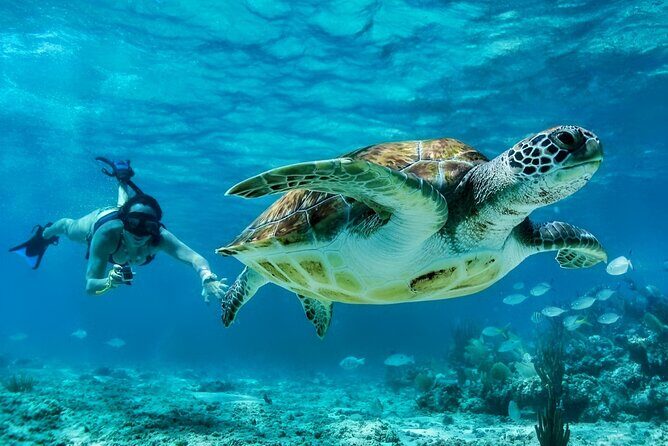 Tulum Mayan Ruins and Snorkeling with Turtles at Akumal - Pickup from Cancun or Playa del Carmen: a logistics win