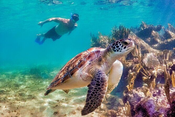 Tulum Mayan Ruins and Snorkeling with Turtles at Akumal - Timing: how to plan your day so it feels good, not rushed
