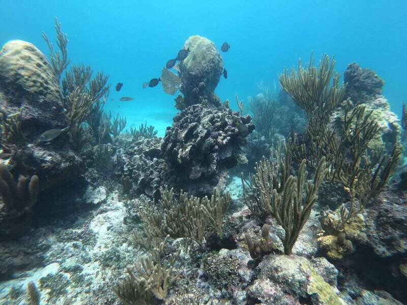 Tulum: Private Snorkel and Sailing Experience - Starting at Pocna: where your day on the Caribbean begins