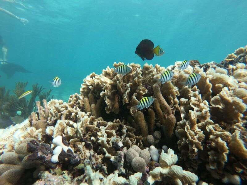 Tulum: Private Snorkel and Sailing Experience - Should you book this private snorkel and sailing tour?