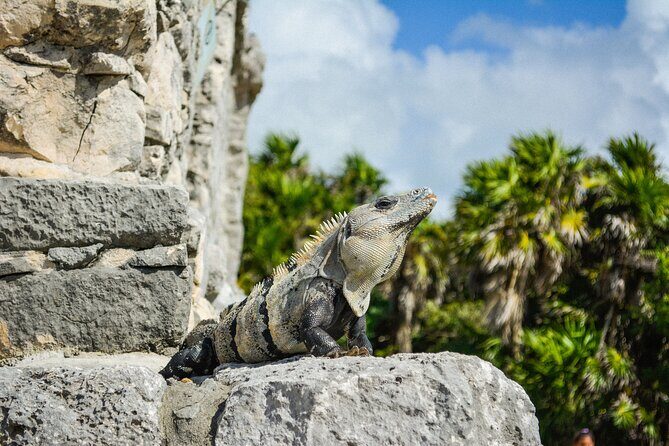 Tulum Ruins and Jaguar Park, Private Round Trip and Tickets - Your one-hour free exploration: how to use it well