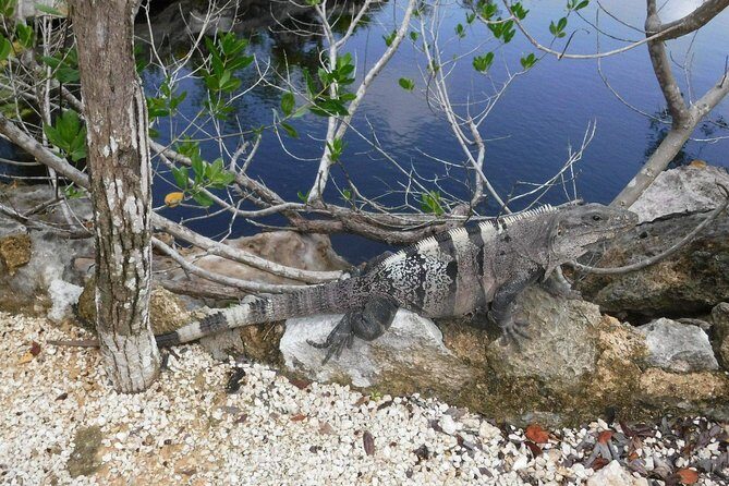 Tulum Ruins Tour (Private, Half Day) - Value check: what you’re really paying for at $169