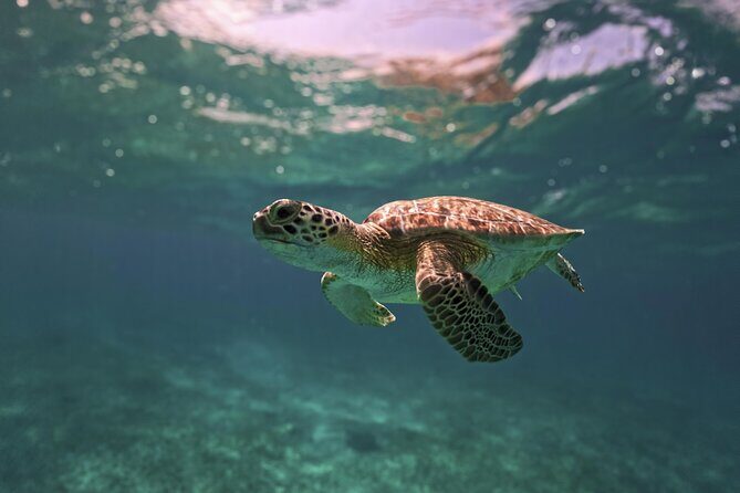 Tulum Ruins, Turtles in Akumal and Cenote tour - A full-day plan that hits the Riviera Maya classics