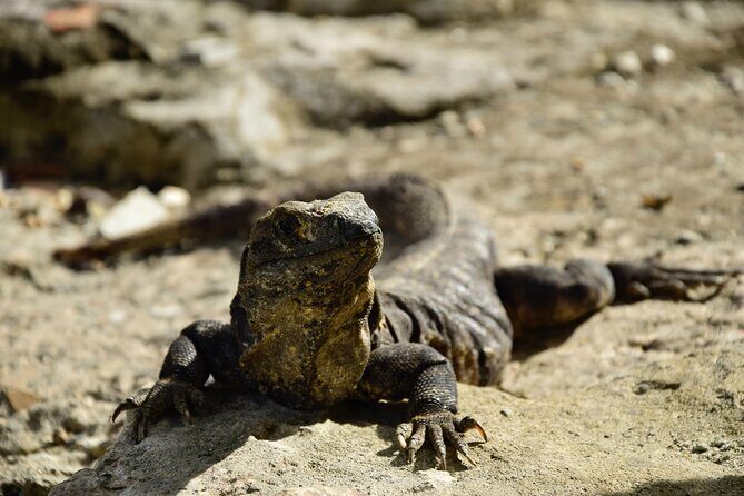 Tulum Ruins, Turtles in Akumal and Cenote tour - Lunch and snacks: tacos, with dietary options handled