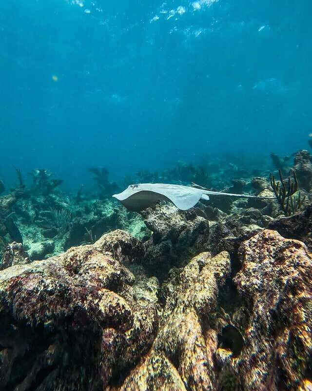 Tulum: Snorkeling at Paradise Reef - Who this tour is best for