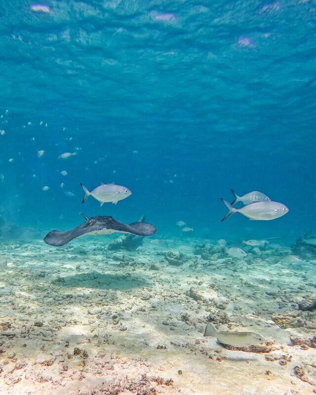 Tulum: Snorkeling at Paradise Reef - Snorkeling at Paradise Reef: your 40-minute underwater highlight