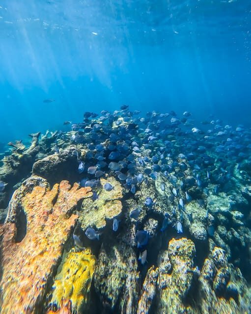 Tulum: Snorkeling at Paradise Reef - What to bring so the day stays easy