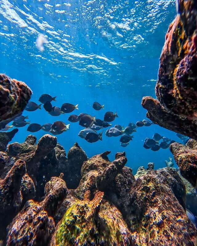 Tulum: Snorkeling at Paradise Reef - The meeting point and the start at Tulum Snorkel Services