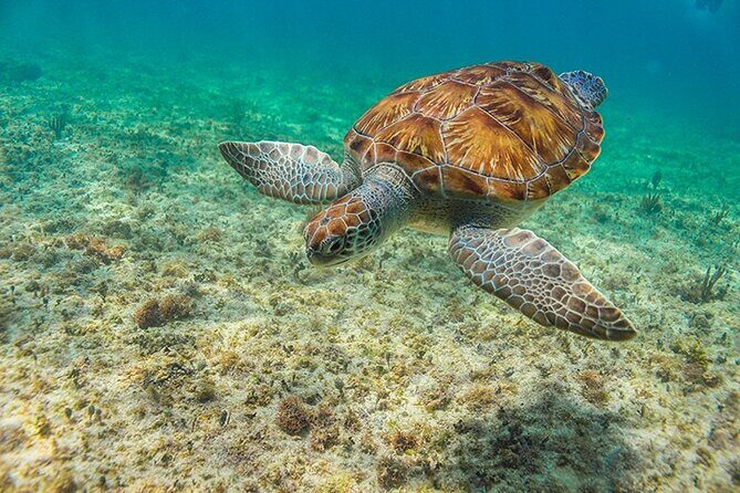 Tulum, Snorkeling with Sea Turtles, Cenote and Beachside Lunch - Stop 1: Tulum Archaeological Site and the reusable-bottle rule