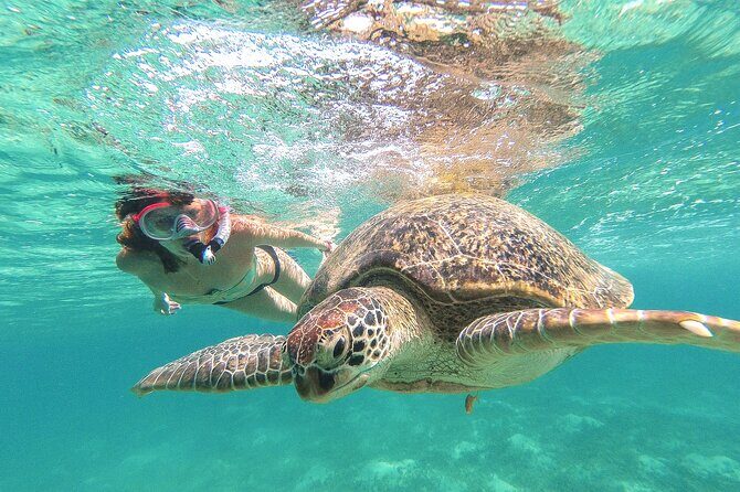 Turtle and Reef Sanctuary Snorkeling - Key things to know before you go