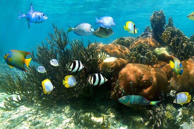 Turtle and Reef Sanctuary Snorkeling - Turtle and Reef Sanctuary Snorkeling in Akumal: the payoff