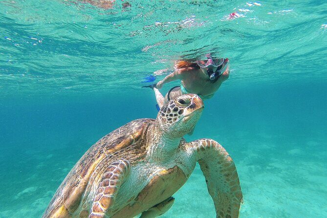 Turtle and Reef Sanctuary Snorkeling - The 7:00 am rhythm and Starbucks pickup in Tulum