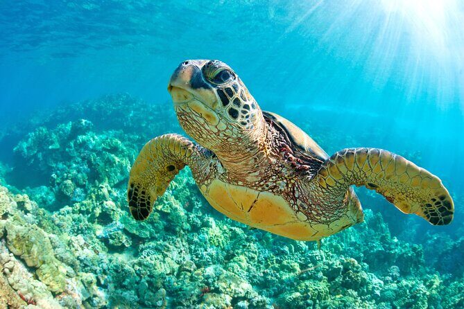 Turtle and Reef Sanctuary Snorkeling - Price and value: $69 plus the $25 not-included reality