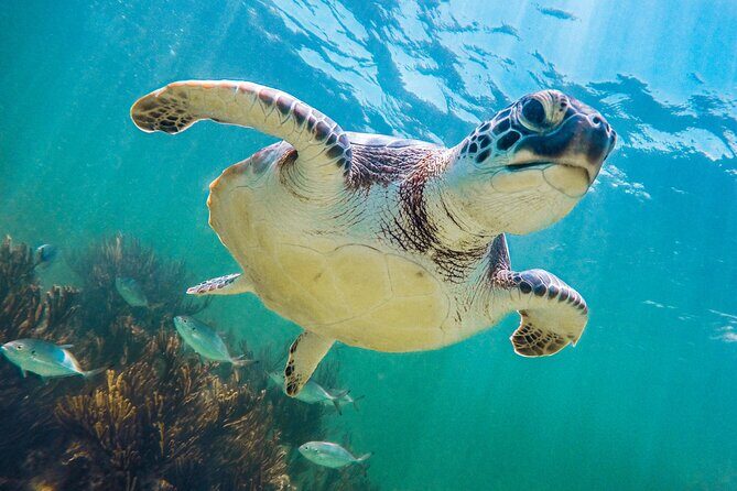 Turtle and Reef Sanctuary Snorkeling - Weather, timing, and group size: planning without panic
