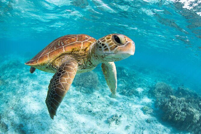 Turtle and Reef Sanctuary Snorkeling - Who this tour fits best (and who should rethink it)