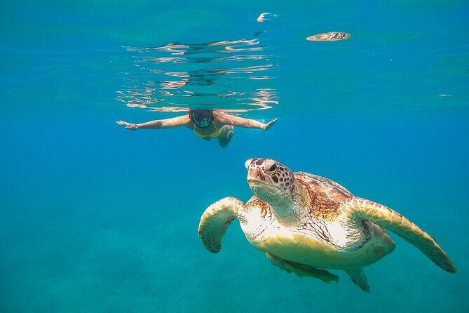Turtle and Reef Sanctuary Snorkeling - Akumal’s cove swim: turtles, coral, and that one-hour feel