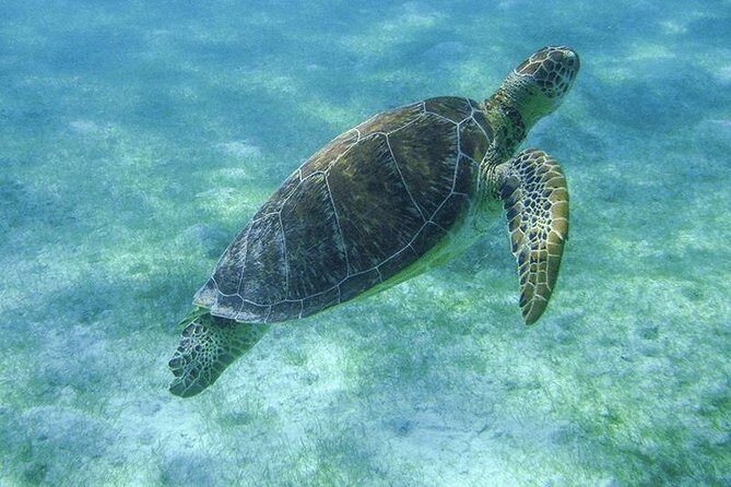 Turtle Snorkeling Adventure from Cancun - Akumal Beach turtle snorkeling: calm water, busy mornings