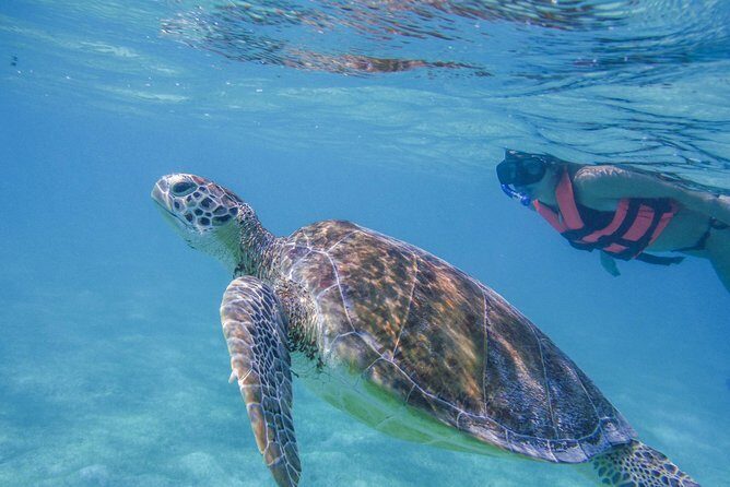 Turtle Snorkeling Adventure from Cancun - Cenote snorkeling at EcoColors Tours: limestone sinks and clear-water magic