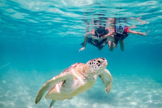 Turtle Snorkeling Private Tour – Sea Turtles & Cenote in Tulum - Akumal Beach shore snorkeling: sea turtles up close without a boat