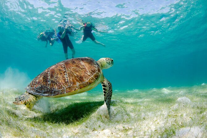 Turtle Snorkeling Private Tour – Sea Turtles & Cenote in Tulum - Private guide and driver setup: what you’re buying with “private”