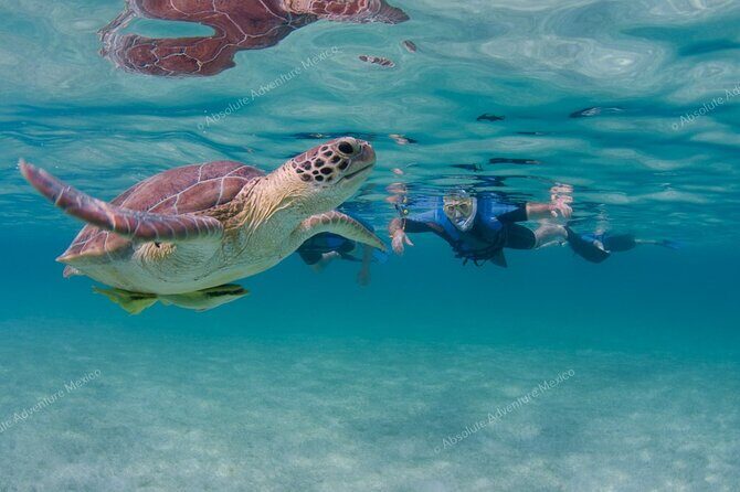 Turtle Snorkeling Private Tour – Sea Turtles & Cenote in Tulum - Price and value at $197 per person: what’s included, and what you should watch