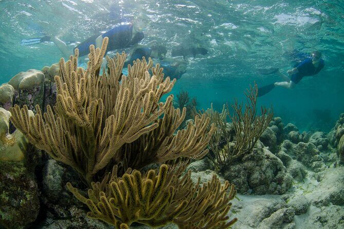 Turtle Snorkeling Private Tour – Sea Turtles & Cenote in Tulum - FAQ