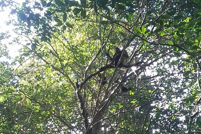 Wild Monkey Adventure (Private, Full Day) - Punta Laguna: the jungle reserve that feels real
