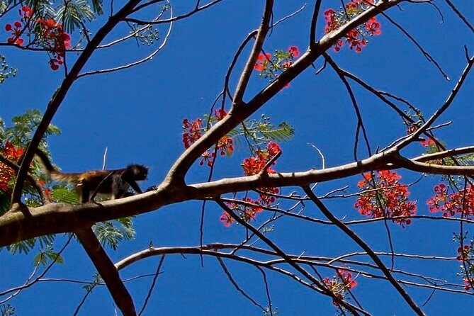 Wild Monkey Adventure (Private, Full Day) - Pickup and transportation from Tulum, Akumal, and Puerto Aventuras