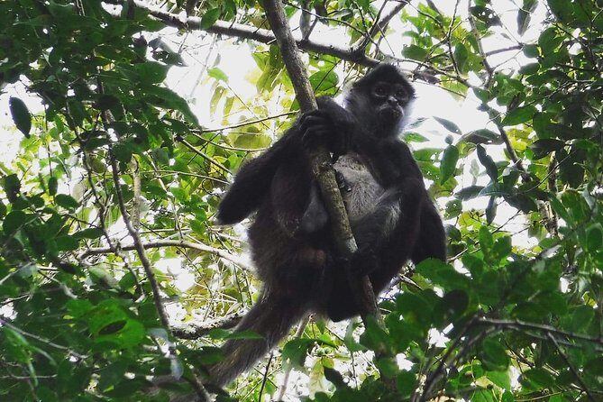 Wild Monkey Adventure (Private, Full Day) - The jungle walk: monkeys, tropical birds, and small surprises