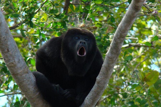 Wild Monkey Tour (Private, Half Day) - Key points before you go