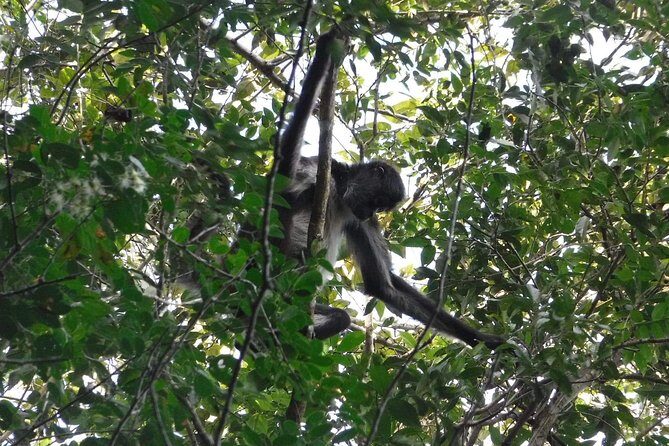 Wild Monkey Tour (Private, Half Day) - How the guides improve your odds (and your understanding)