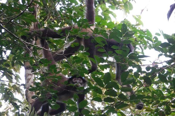 Wild Monkey Tour (Private, Half Day) - The small comforts that make a jungle hike work