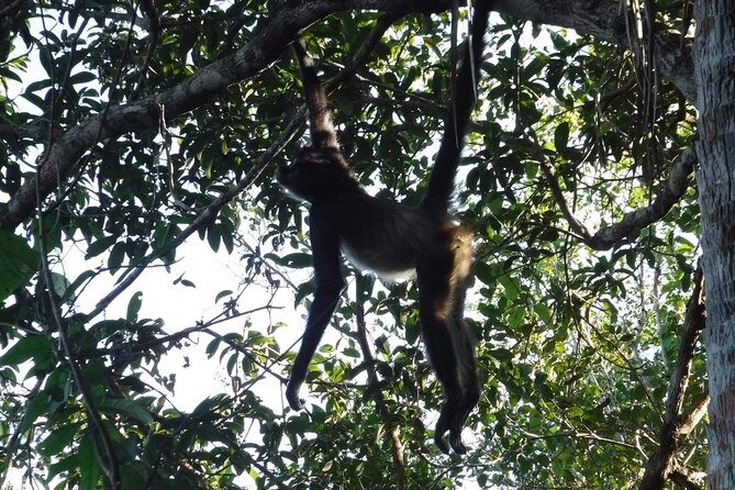 Wild Monkey Tour (Private, Half Day) - What to wear and bring for a muddy, real jungle walk
