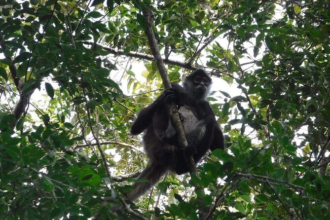 Wild Monkey Tour (Private, Half Day) - Price and value: is $189 per person fair for a private tour?