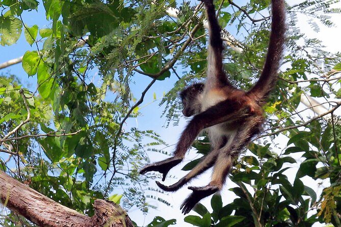 Zip lining and Canoe Monkey jungle in Tulum - Cenotes and the Mayan ceremony moment: cool down with meaning